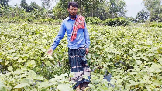 দিনাজপুরের দক্ষিণ-পূর্ব অঞ্চলে সবজি চাষে বিপ্লব