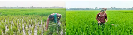 কুমারখালীতে আমন ধানে পোকার আক্রমণ উৎপাদন ব্যাহত হওয়ার আশংকা