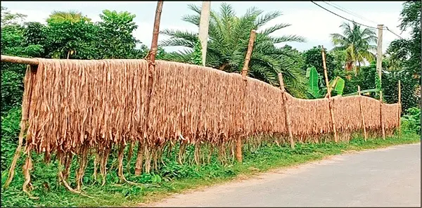 কাজিপুরে পাটের বাম্পার ফলন