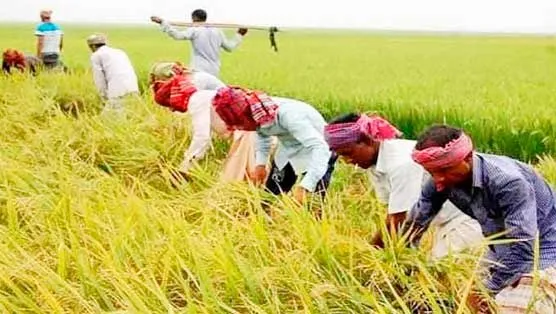 শ্রমিক ও কৃষিযন্ত্র সংকটে তাড়াশে ধান বি নষ্ট, দিশেহারা কৃষক