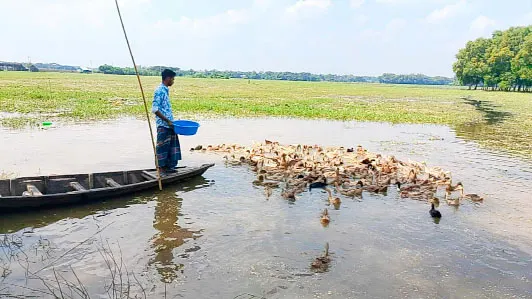 ভাসমান হাঁসের খামারে ভাগ্যের পালাবদল