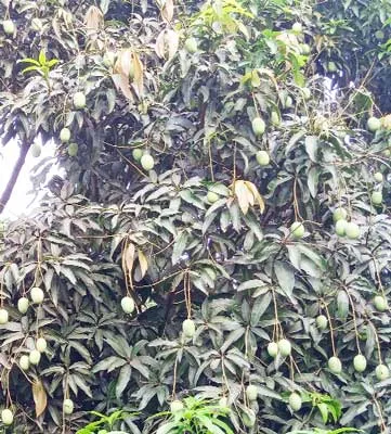 কলারোয়ায় প্রচণ্ড তাপদাহে ঝরছে গুটি! দুশ্চিন্তায় আমচাষি