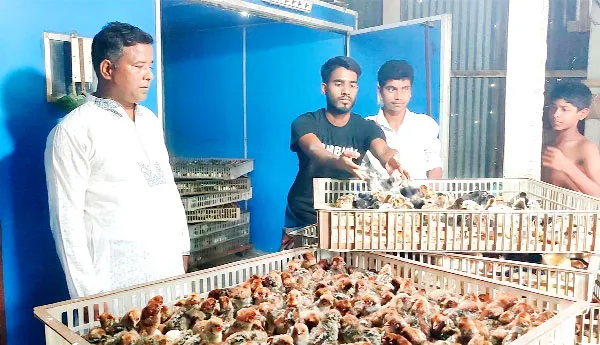 হাঁস-মুরগির বাচ্চা ফুটিয়ে ভাগ্যের চাকা ঘুরিয়েছেন