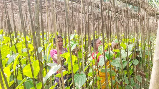 সাতক্ষীরার কালিগঞ্জে পান চাষে আগ্রহ বাড়ছে কৃষকদের