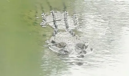 মোংলার বুড়িরডাঙ্গায় কুমির আতঙ্কে পুকুরে নামা বন্ধ গ্রামবাসীর