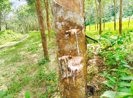 দুর্বৃত্তের হাতে শতাধিক রাবার গাছ নিধন
