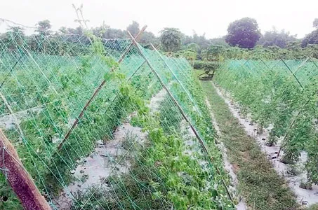 কুষ্টিয়ার মিরপুরে করলা চাষে কৃষকদের আগ্রহ বেড়েছে