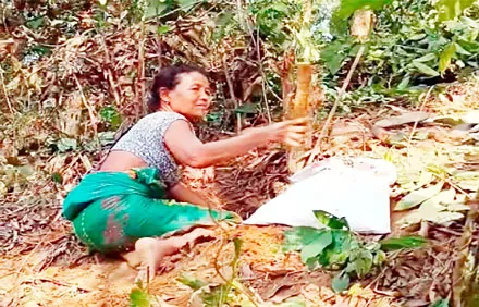 নালিতাবাড়ি গারো পাহাড়ে বুনো পাহাড়ি উপজাতির মানবেতর জীবন