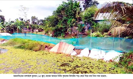 নান্দাইলে ফিসারীর পাড় কেটে দিয়ে মাছ নিধনের অভিযোগ