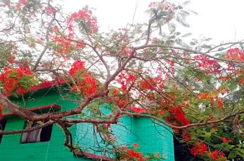 শ্যামনগরের কৃষ্ণচূড়ায় জেগে ওঠে উপকূলের জীবন