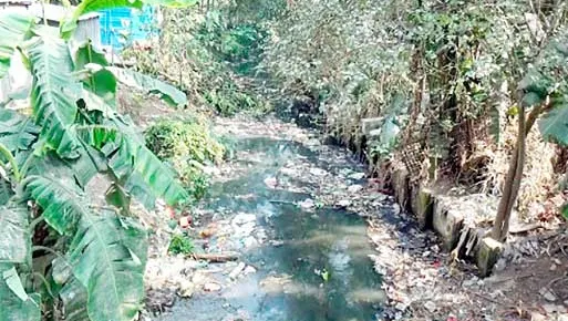 রংপুর সিটি কর্পোরেশন এলাকায় নিধন কার্যক্রম চলমান থাকলেও মশার প্রকোপ ব্যাপক