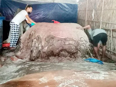 রায়গঞ্জে চামড়া বিক্রি নিয়ে বিপাকে আড়তদাররা