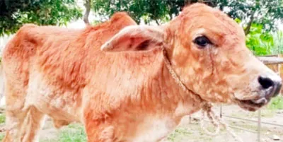 গোমস্তাপুরে গরুর ল্যাম্পি ভাইরাস ছড়িয়ে পড়ছে, ক্ষতির মুখে খামারিরা