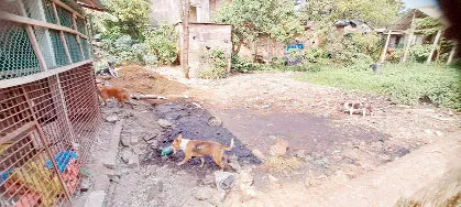 সিরাজদিখান বাজারে গরু মুরগি মাছ বর্জ্যের দুর্গন্ধে অতিষ্ঠ এলাকাবাসী