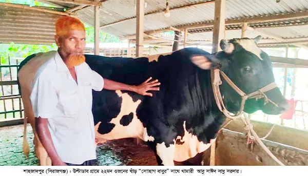 শাহজাদপুরে সাড়া ফেলেছে ২২ মণ ওজনের ‘সোহাগ বাবু’