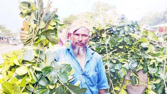 বিরামপুরে কাঁঠাল পাতার জমজমাট ব্যবসা