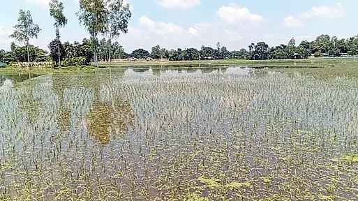 ভূরুঙ্গামারীতে বিলে বাঁধ দিয়ে মাছ চাষ ২৫০ বিঘা জমিতে জলাবদ্ধতা