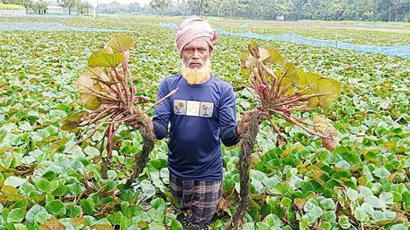 কলারোয়ায় জলাবদ্ধ জমিতে পানি ফল চাষে স্বাবলম্বী কৃষক