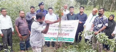 সাদুল্লাপুরে ইউক্যালিপটাস ও আকাশমণি চারা ধ্বংসকরণ কার্যক্রম