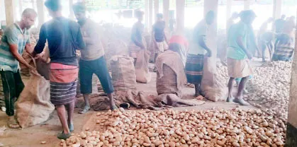 বাগমারায় পানির দামে আলু বিক্রি