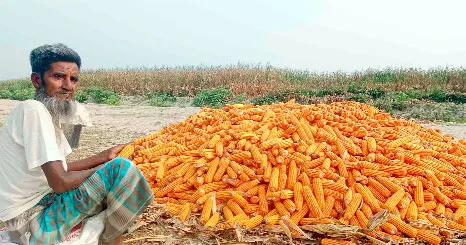 পীরগঞ্জে ভুট্টার বাম্পার ফলন