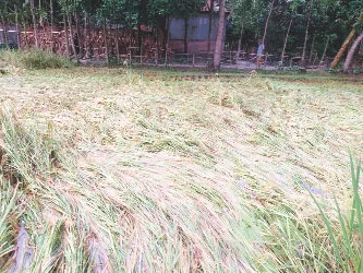 সুন্দরগঞ্জে ধান নিয়ে বিপাকে পড়েছে বোরো চাষিরা