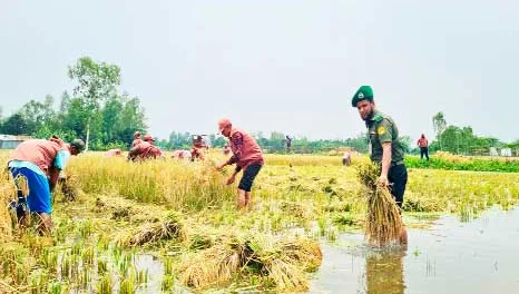 রাজারহাটে তলিয়ে গেছে পাকা ধান ঘরে তুলতে সহযোগিতা করলেন আনসার ও ভিডিপির সদস্যরা