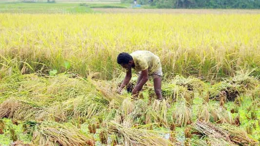 চান্দিনায় ধান কাটার শ্রমিক সংকট ॥ বিপাকে চাষিরা