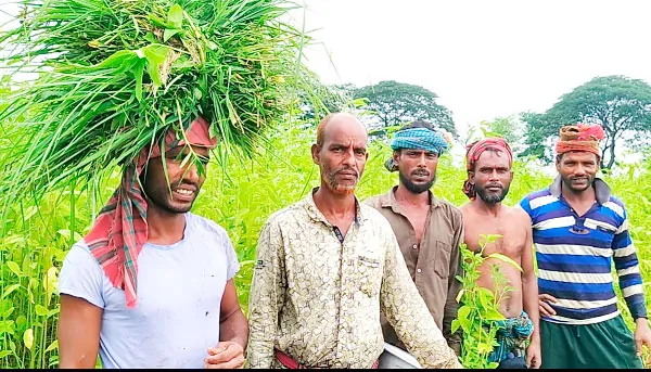 বোয়ালমারীতে অতিবৃষ্টিতে পাটক্ষেতে জলাবদ্ধতা, বিপাকে কৃষকরা