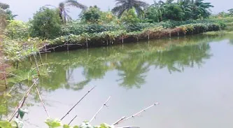 চিংড়ির পাশাপাশি সবজি চাষে আগ্রহী হচ্ছে মাছ চাষিরা