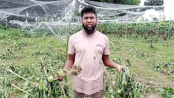 শৈলকুপায় নিধন করা হলো শত শত বেগুন ও কলাগাছ