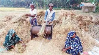সাতক্ষীরাতে লোনা জমিতে বোরো ধানের বাম্পার ফলন
