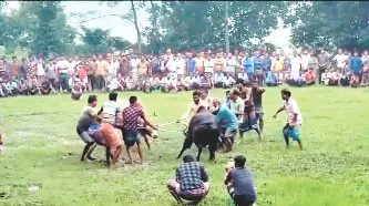 নান্দাইলে ষাড়ের লড়াইয়ের নামে কোটি টাকার জুয়া