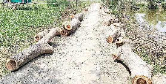 দাকোপে সড়ক উন্নয়নের নামে গাছ কেটে সাবাড়