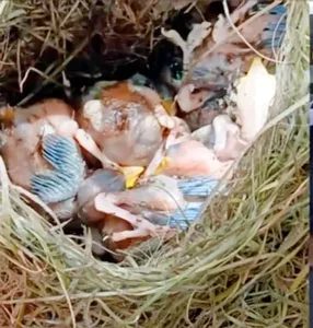 শতবর্ষী তালগাছ কেটে বাবুই পাখির বাসা ধ্বংস ও ছানা হত্যার অভিযোগ