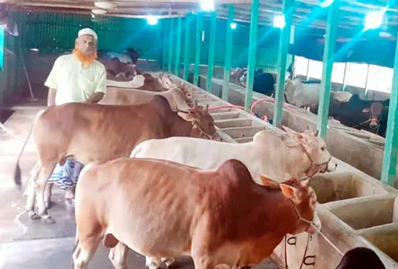কুরবানির ঈদকে সামনে রেখে  রায়গঞ্জে প্রস্তুত ৮১ হাজার পশু