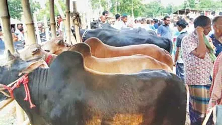 কুমারখালীতে জমজমাট কুরবানির হাট দেশী গরুর চাহিদা বেশি