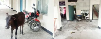 আশাশুনি উপজেলা পরিষদ ভবন গোচারণে সংশ্লিষ্টরা অতিষ্ঠ