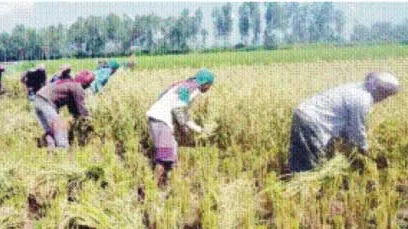 গাইবান্ধায় শ্রমিক সংকটে ধানকাটা যাচ্ছে না