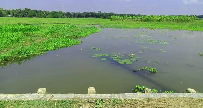 কুমারখালীতে কালভার্টের মুখ বন্ধ করে মাছ চাষ, শত বিঘা ফসলী জমি অকেজো