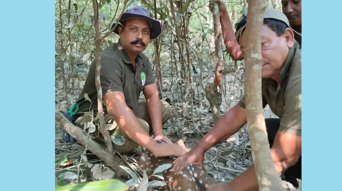 সুন্দরবনে বন বিভাগের অভিযান: মালা ফাঁদ থেকে জীবিত চিত্রা হরিণ উদ্ধার