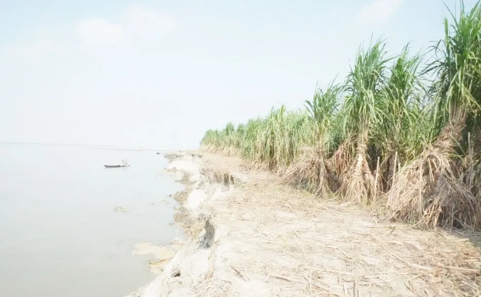 যমুনার ভাঙনে সর্বস্বান্ত আখচাষীরা, মিল কর্তৃপক্ষের অবহেলায় চরম দুর্ভোগ