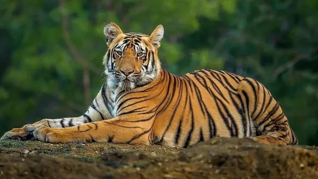 বাঘ হারালে ধ্বংস হবে সুন্দরবন: বাস্তুতন্ত্র রক্ষায় বিশেষজ্ঞদের সতর্কবার্তা