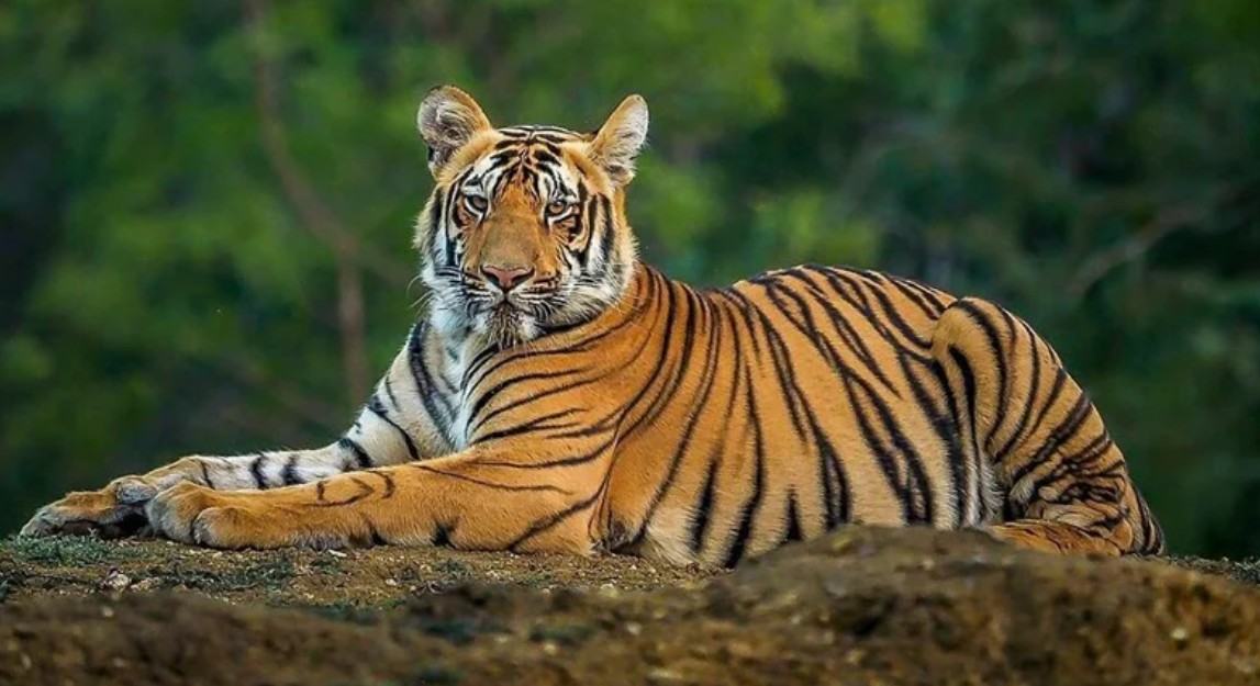 বাঘ বাঁচলেই বাঁচবে সুন্দরবন বিশেষজ্ঞদের সতর্কবার্তা
