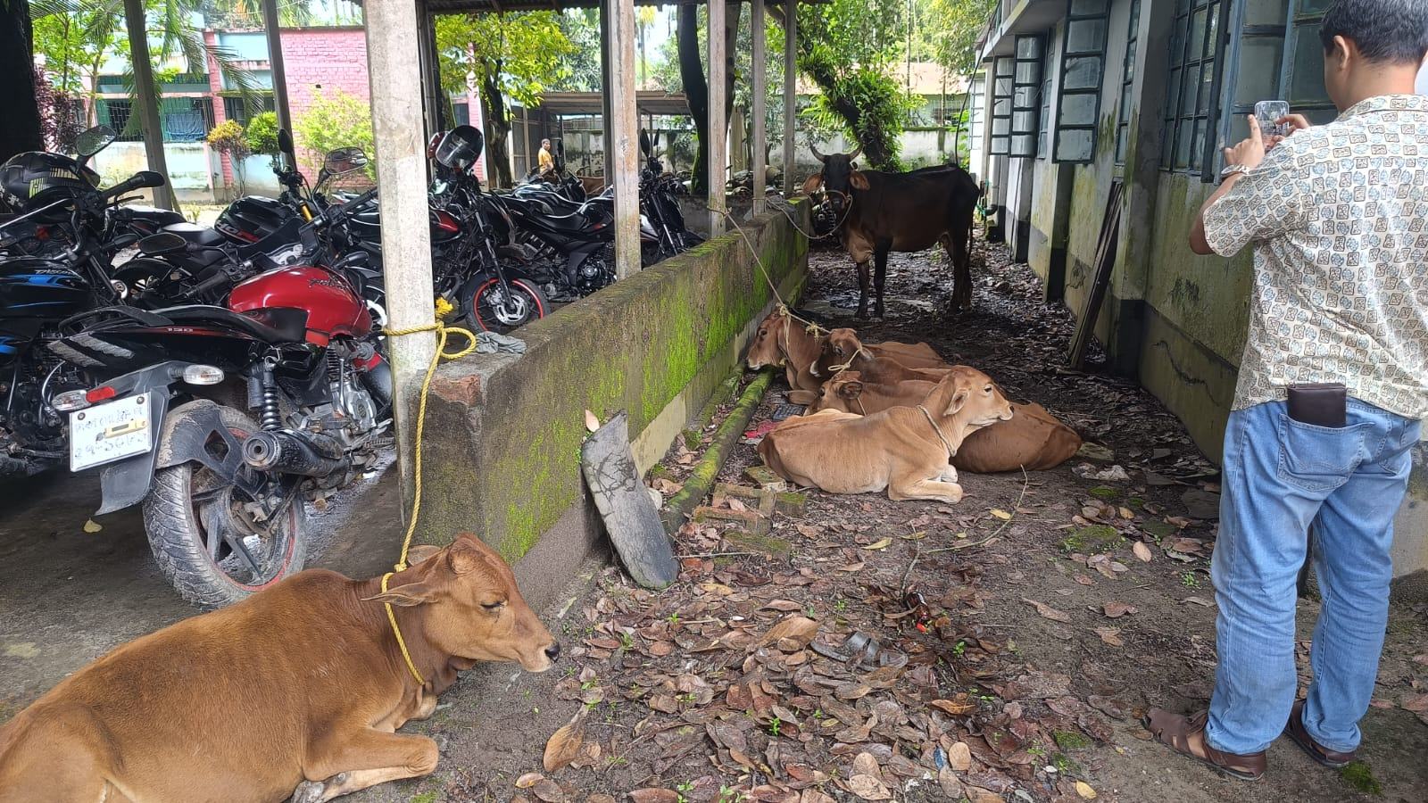 ভূরুঙ্গামারীতে ভারতীয় গরু সন্দেহে ৮টি গরু ও ৪ ব‍্যক্তি আটক