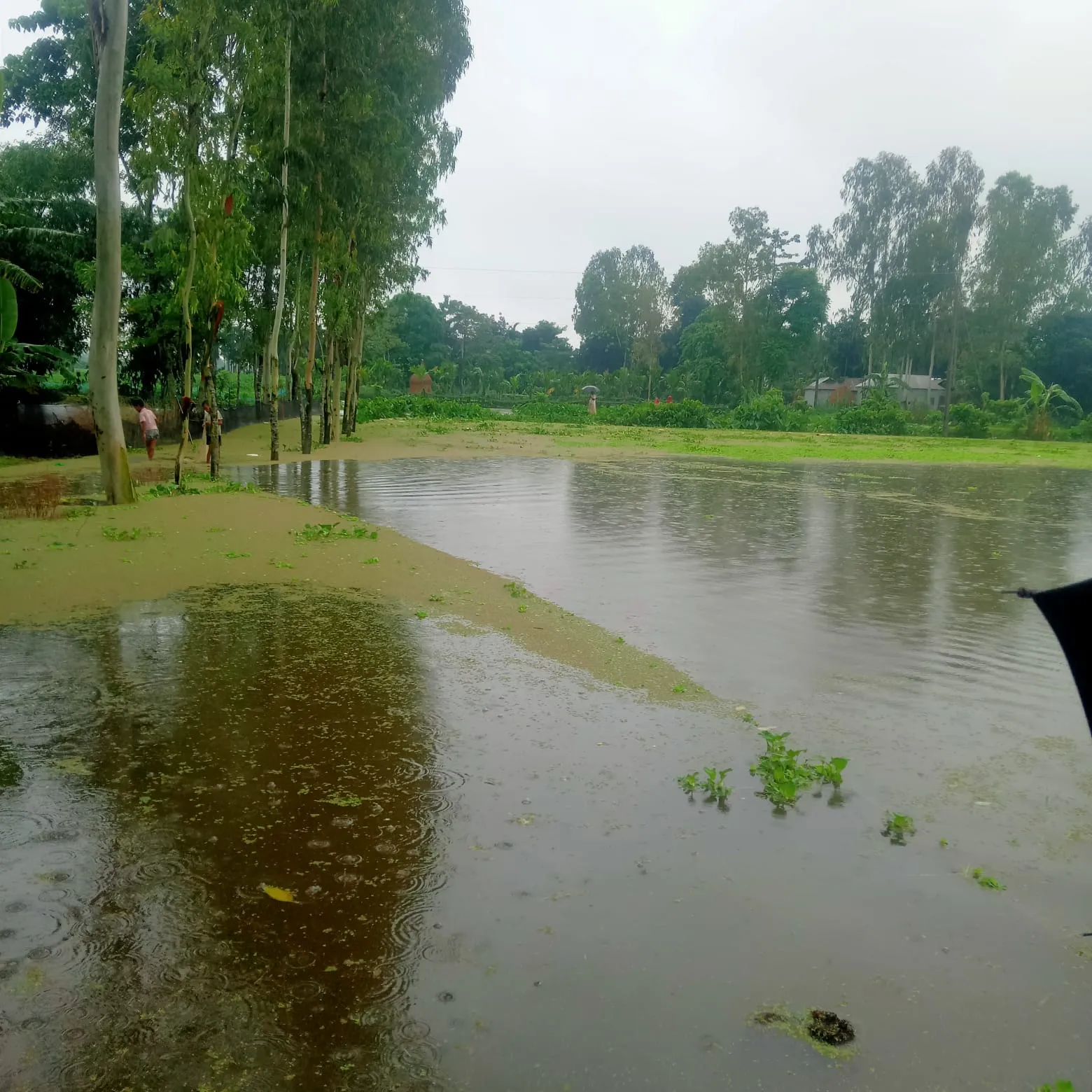 কুড়িগ্রামের ভূরুঙ্গামারীতে বন‍‍্যায় নিম্নাঞ্চল প্লাবিত, পানি বন্দী ৩ হাজার মানুষ