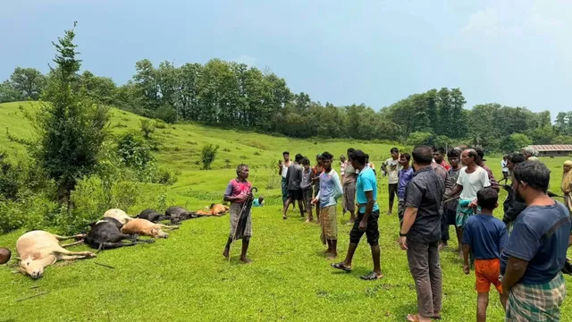 জুড়ীতে বজ্রপাতে ১৪টি গবাদিপশুর মৃত্যু  !
