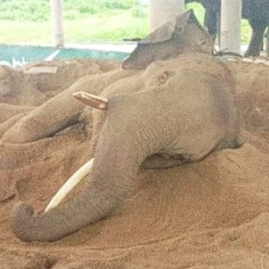 বালুর বিছানায় শুয়ে বাঁচার লড়াইয়ে ‘রাজু বাহাদুর’