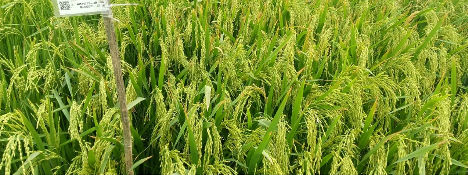 লবণাক্ততা সহনশীল, উফশী বোরো ও ব্লাস্ট প্রতিরোধী—তিনটি নতুন ধানের জাত উদ্ভাবন করল ব্রি