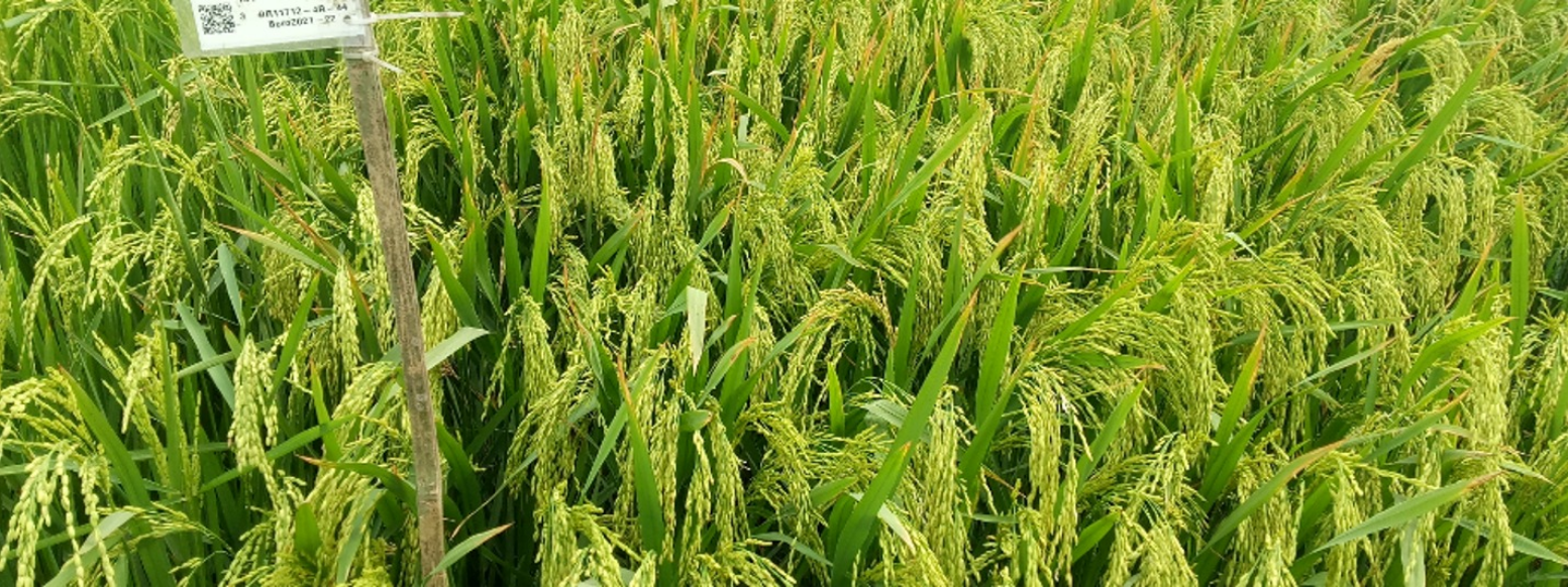 ব্রি